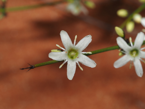 Orianthera nuda (Orianthera nuda)