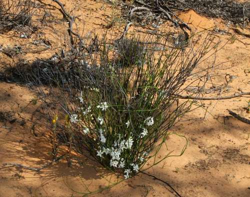 Orianthera nuda (Orianthera nuda)