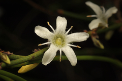 Orianthera nuda (Orianthera nuda)