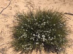 Orianthera nuda (Orianthera nuda)