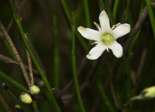 Orianthera nuda (Orianthera nuda)