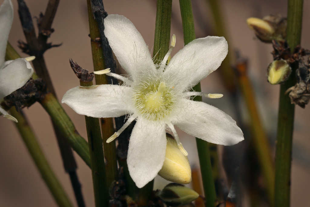 Orianthera nuda (Orianthera nuda)