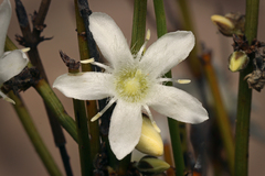 Orianthera nuda (Orianthera nuda)