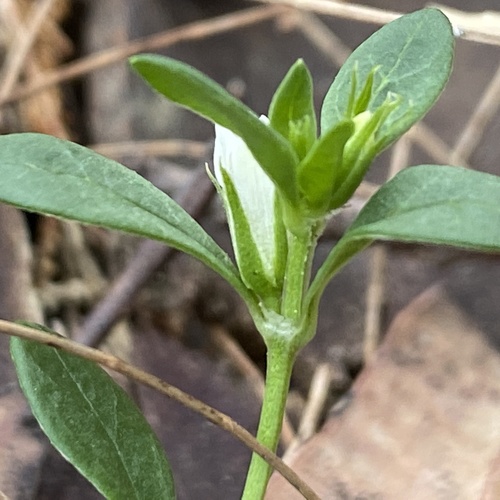 Orianthera pusilla (Orianthera pusilla)