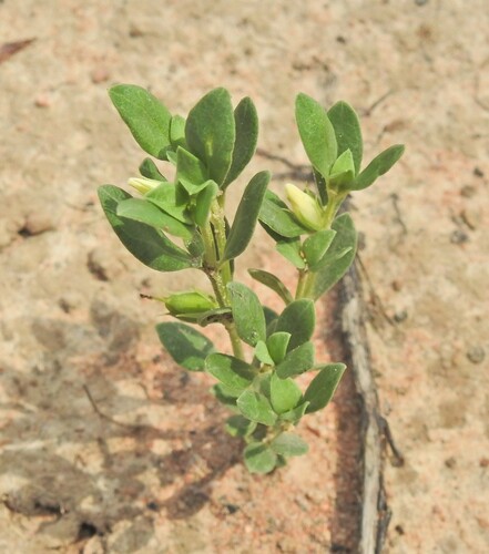 Orianthera pusilla (Orianthera pusilla)