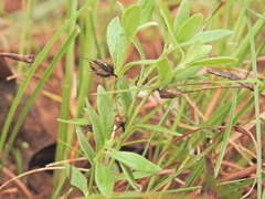 Orianthera pusilla (Orianthera pusilla)