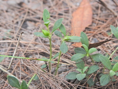 Orianthera pusilla (Orianthera pusilla)