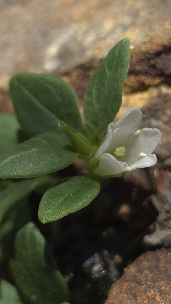 Orianthera pusilla (Orianthera pusilla)