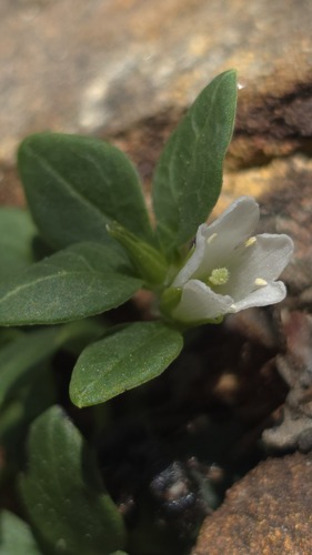 Orianthera pusilla (Orianthera pusilla)