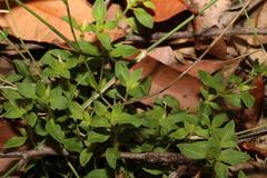 Orianthera pusilla (Orianthera pusilla)