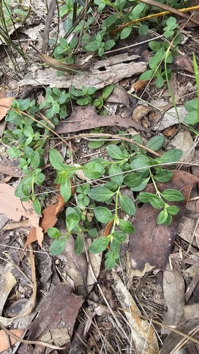 Orianthera pusilla (Orianthera pusilla)