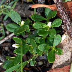 Orianthera pusilla (Orianthera pusilla)