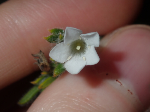 Orianthera spermacocea (Orianthera spermacocea)