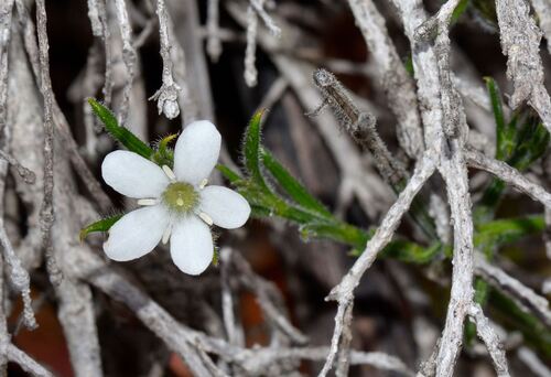 Orianthera spermacocea (Orianthera spermacocea)