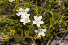 Orianthera spermacocea (Orianthera spermacocea)