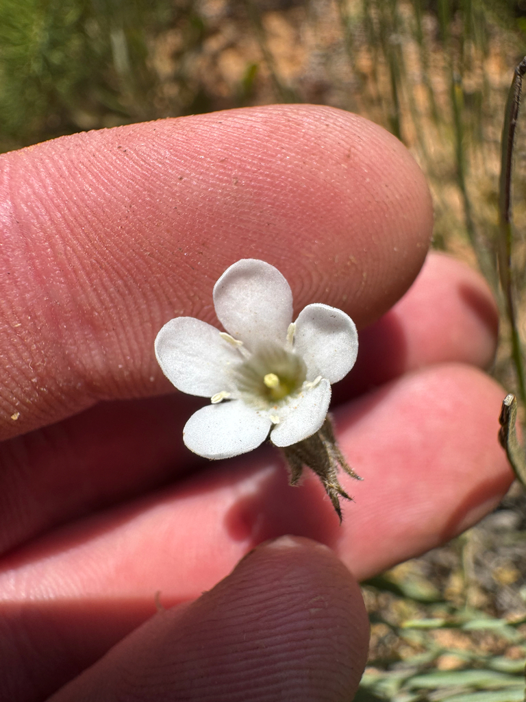 Orianthera spermacocea (Orianthera spermacocea)