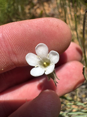Orianthera spermacocea (Orianthera spermacocea)