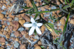 Orianthera spermacocea (Orianthera spermacocea)