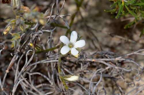 Orianthera spermacocea (Orianthera spermacocea)