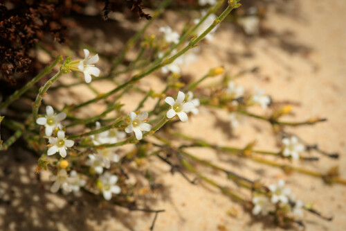 Orianthera spermacocea (Orianthera spermacocea)