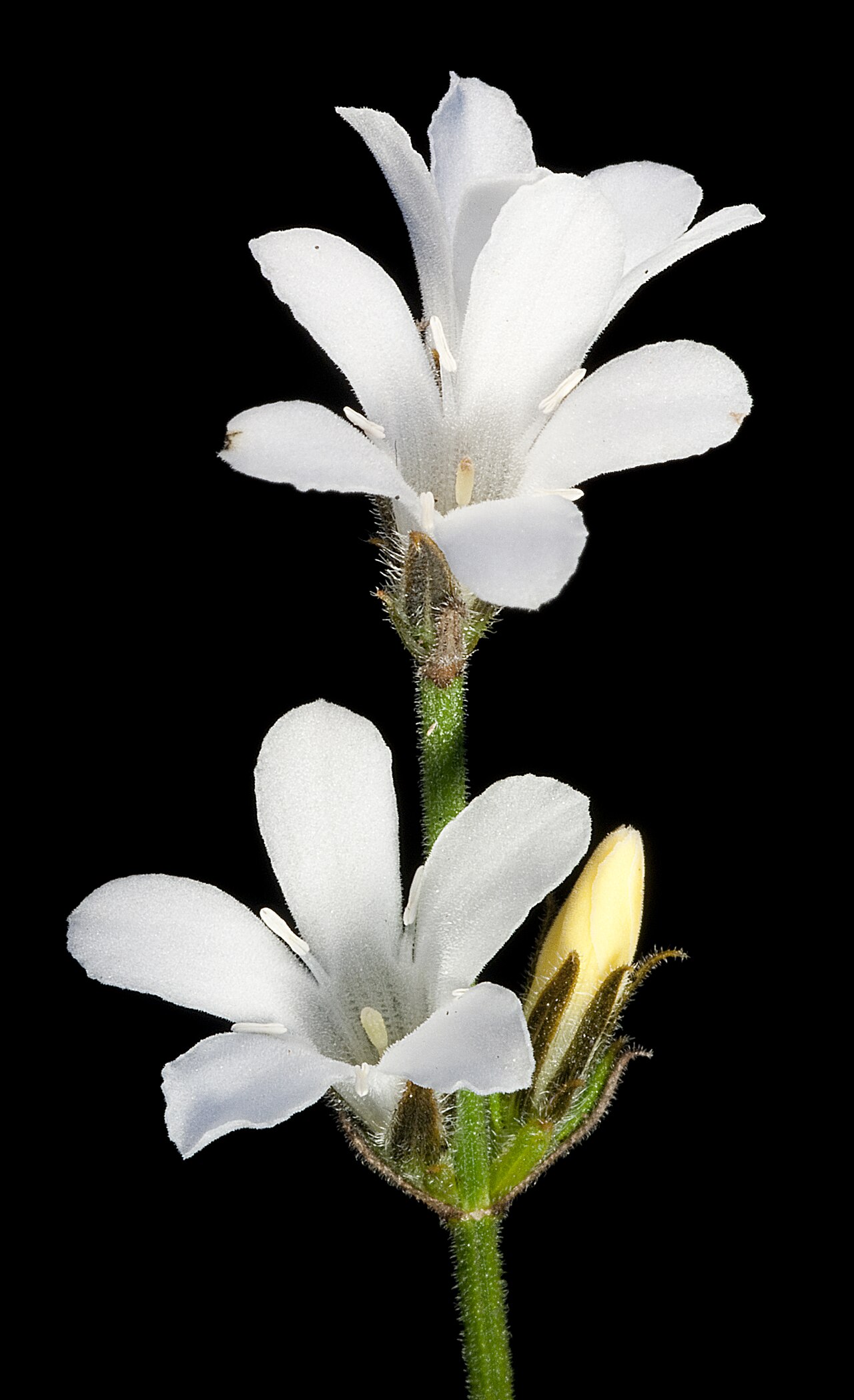 Orianthera spermacocea: KRT4020