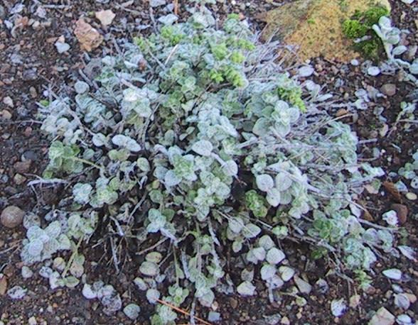Dittany of Crete (Origanum dictamnus)