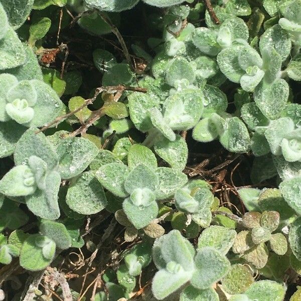 Dittany of Crete (Origanum dictamnus)