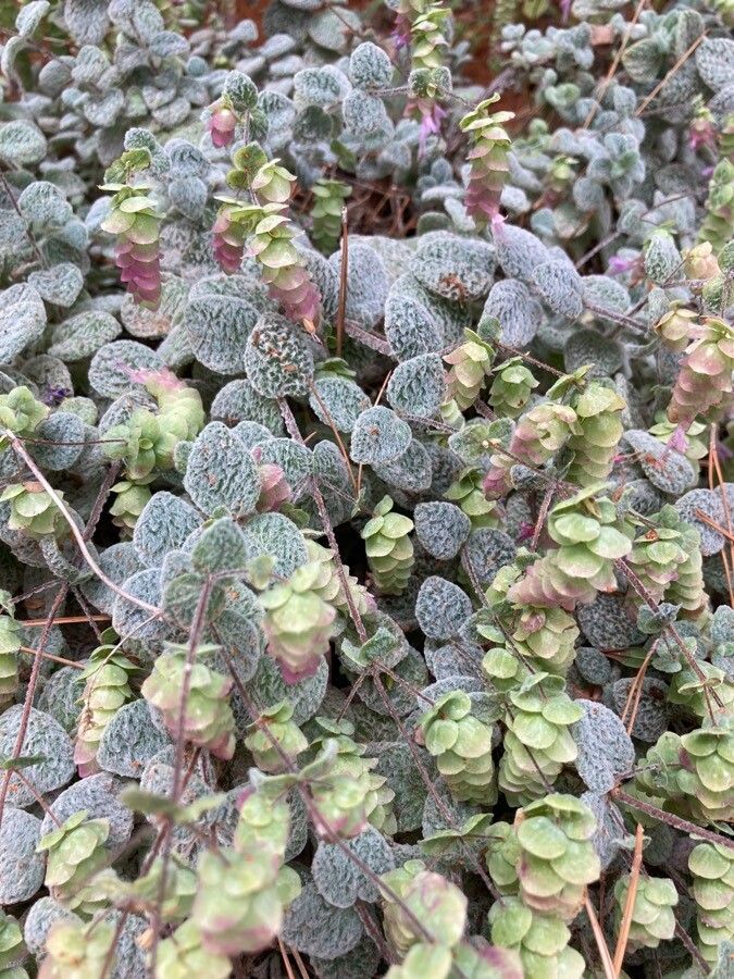Dittany of Crete (Origanum dictamnus)