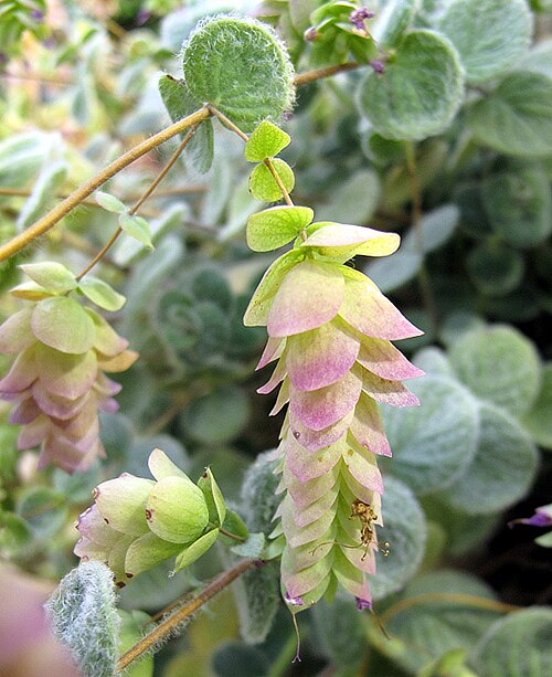 Dittany of Crete: Origanum dictamnus family Lamiaceae