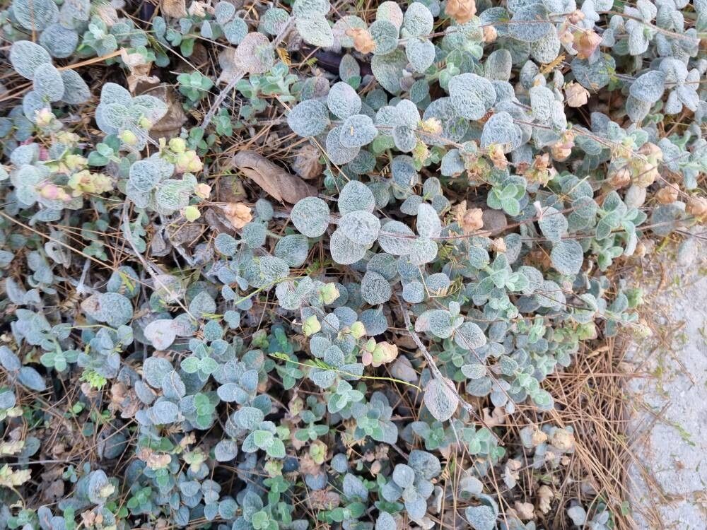 Dittany of Crete (Origanum dictamnus)