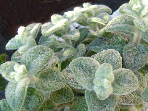 Dittany of Crete: Origanum dictamnus