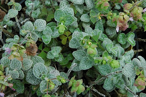 Dittany of Crete: Origanum dictamnus