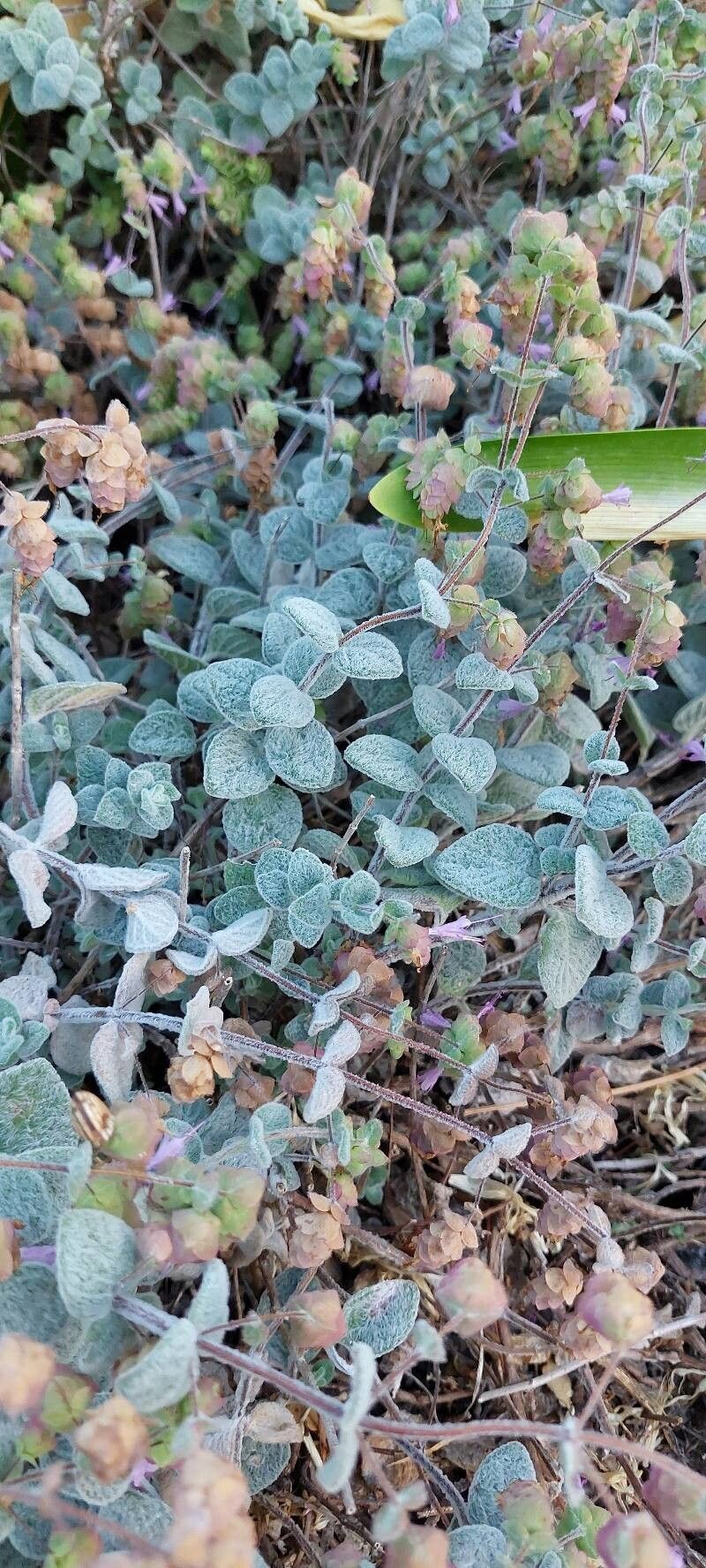 Dittany of Crete (Origanum dictamnus)