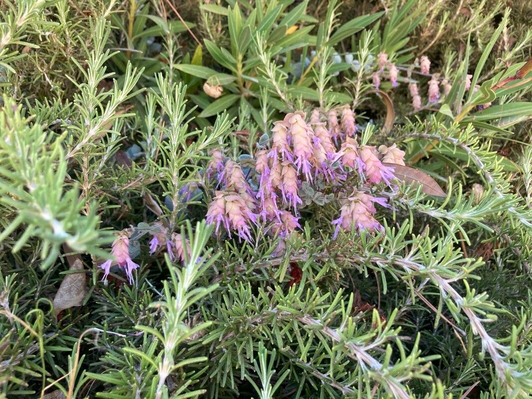 Dittany of Crete (Origanum dictamnus)