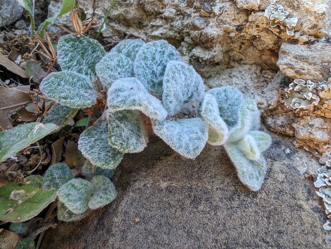 Dittany of Crete (Origanum dictamnus)