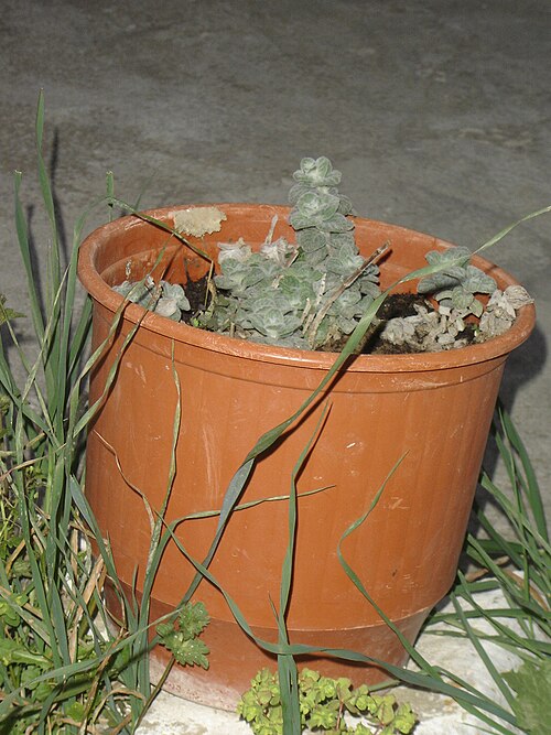 Dittany of Crete: Origanum dictamnus in a pot in Thomadiano, Iraklion Prefecture.