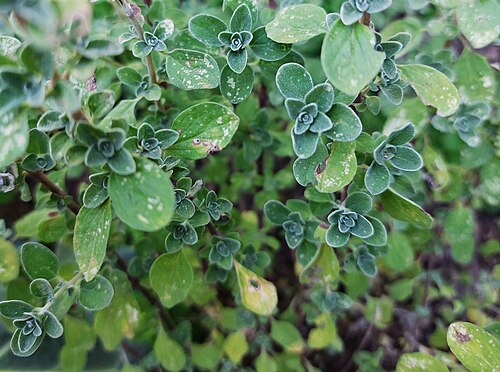 Marjoram: The cicada activity caused small, light-colored spots to appear on the marjoram leaves.