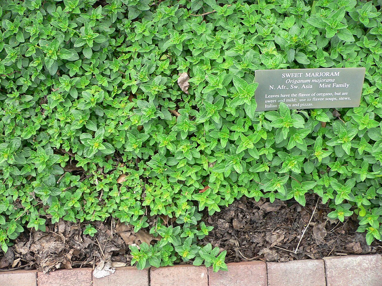 Marjoram (Origanum majorana)