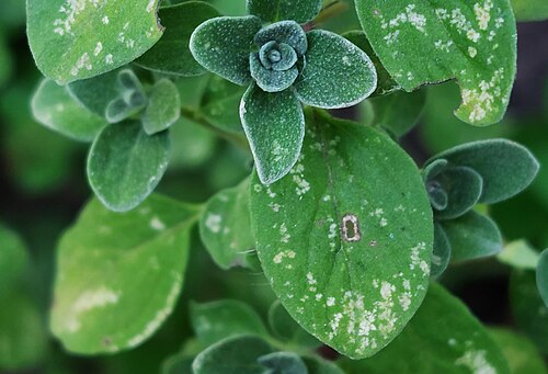Marjoram: The cicada activity caused small, light-colored spots to appear on the marjoram leaves.