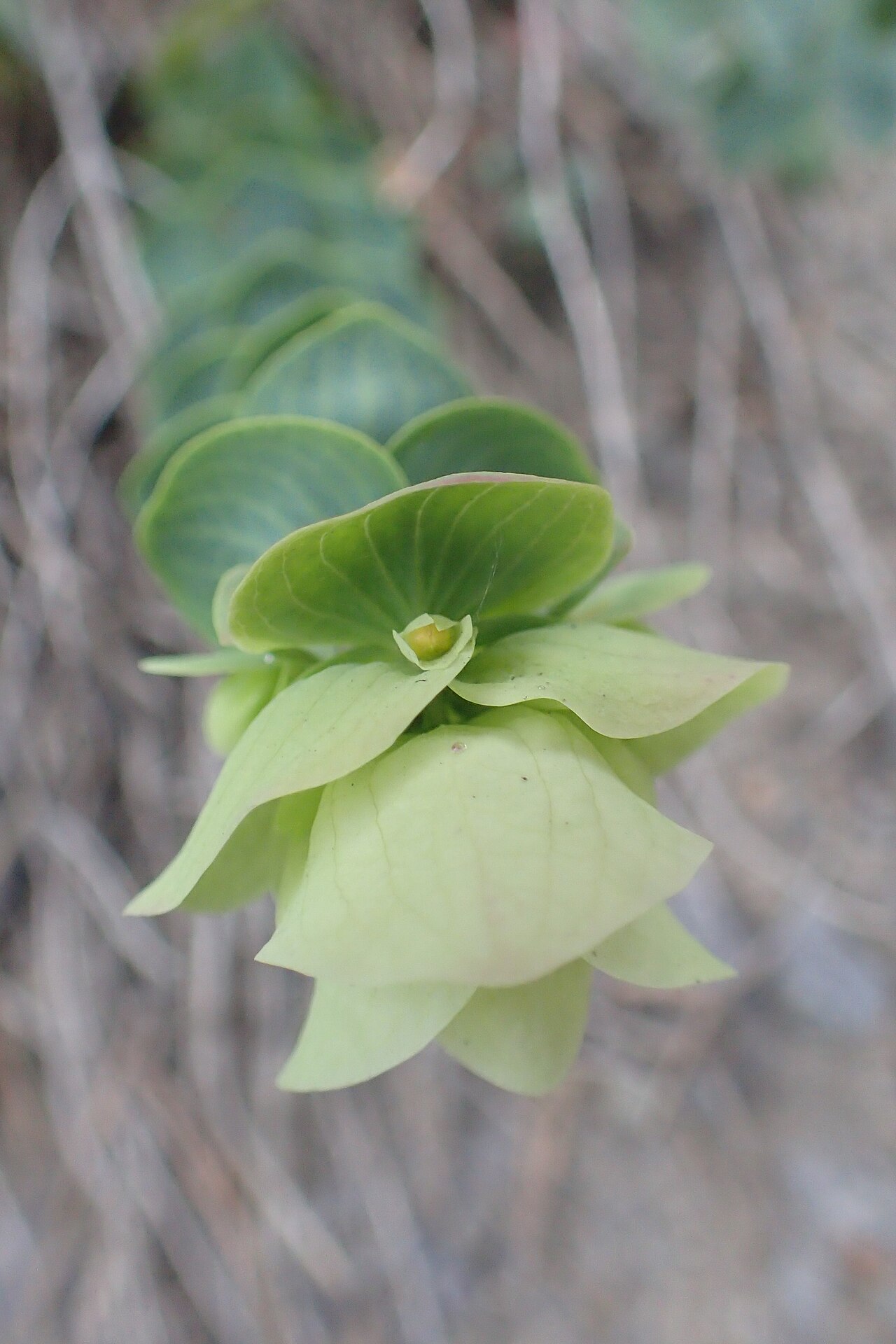 Origanum rotundifolium: Origanum rotundifolium in Khulo