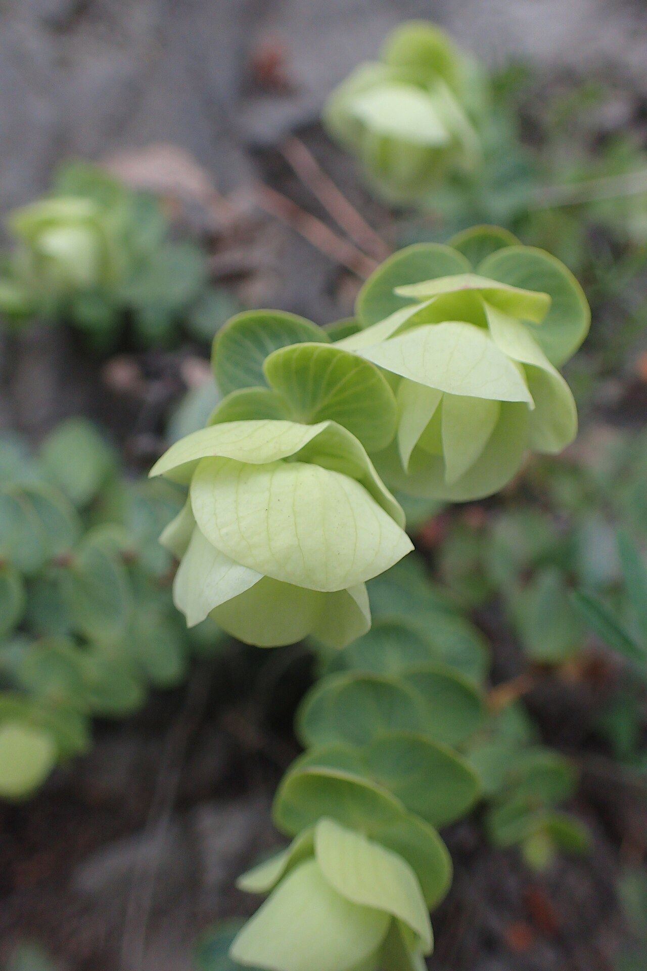 Origanum rotundifolium: Origanum rotundifolium in Khulo