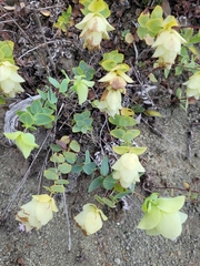 Origanum rotundifolium (Origanum rotundifolium)