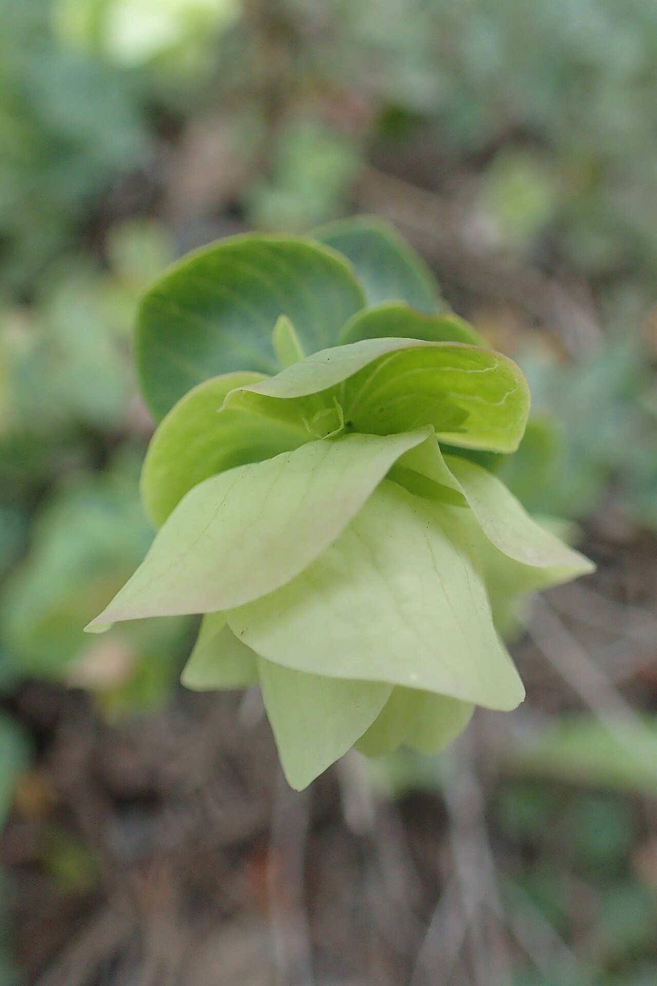 Origanum rotundifolium: Origanum rotundifolium in Khulo