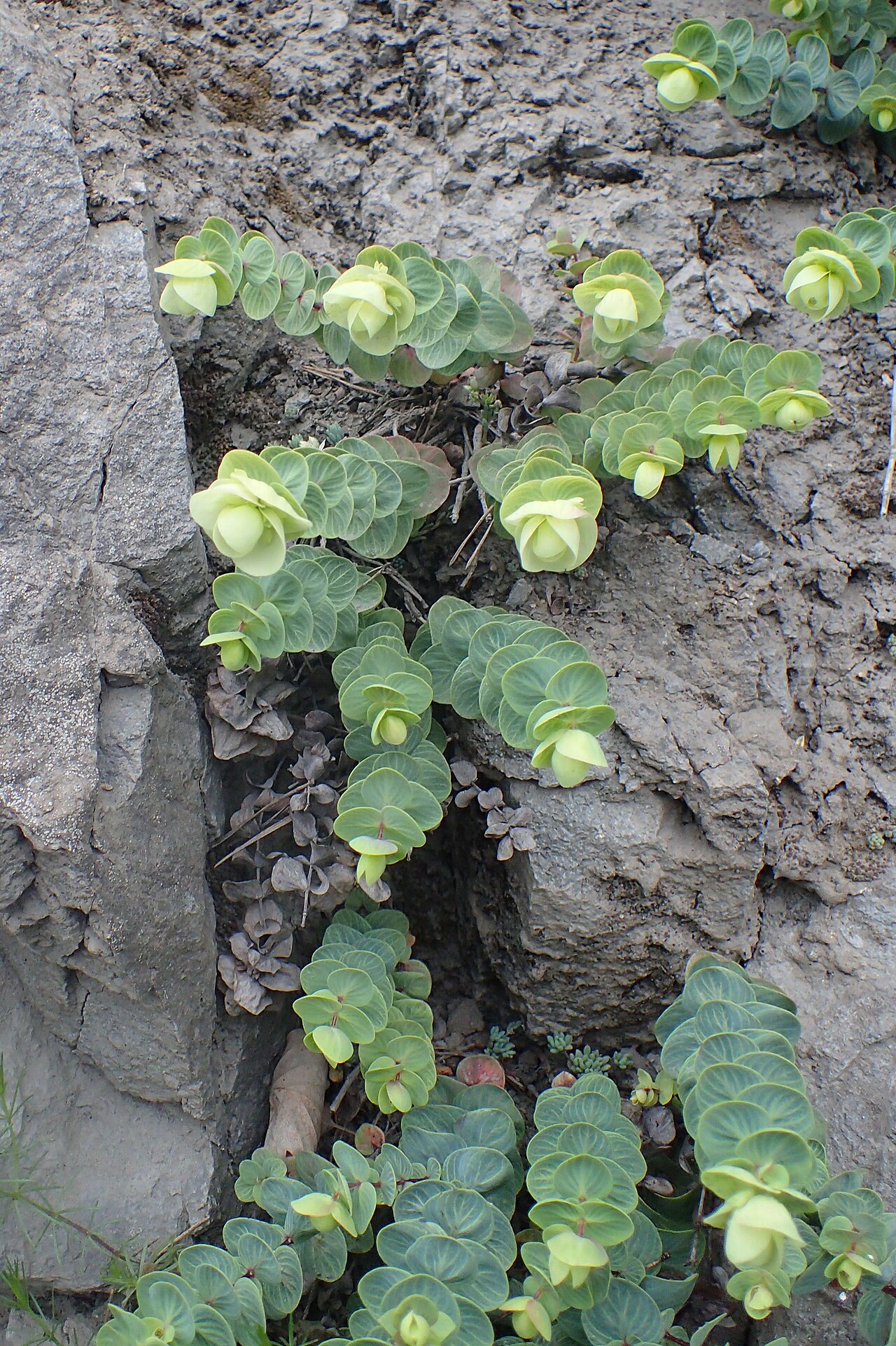 Origanum rotundifolium: Origanum rotundifolium in Khulo