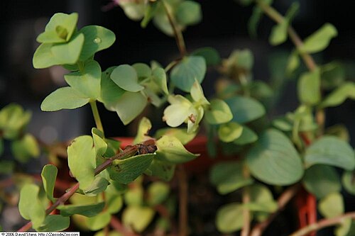 Origanum rotundifolium: Location taken: American Plant Food Company, 7405 River Road, Bethesda MD.. Names: Origanum rotundifolium 'Kent Beauty' , Kent Beauty Oregano, Ornamental Oregan