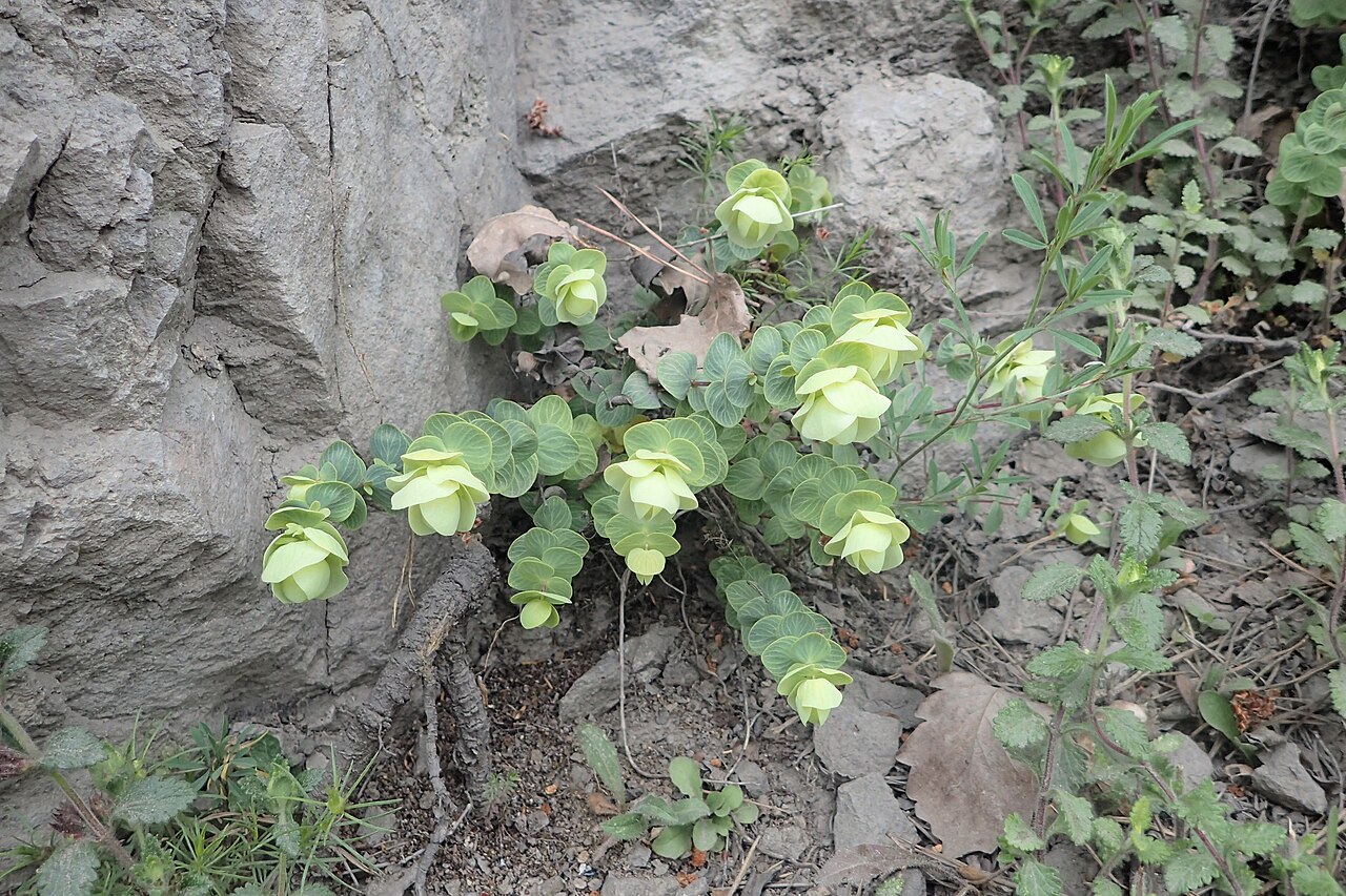 Origanum rotundifolium: Origanum rotundifolium in Khulo