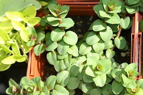 Origanum rotundifolium: Location taken: Merrifield Garden Center, Merrifield VA USA. Names: Origanum rotundifolium 'Kent Beauty' , Kent Beauty Oregano, Ornamental Oregan Classification