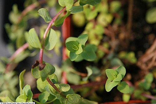 Origanum rotundifolium: Location taken: American Plant Food Company, 7405 River Road, Bethesda MD.. Names: Origanum rotundifolium 'Kent Beauty' , Kent Beauty Oregano, Ornamental Oregan
