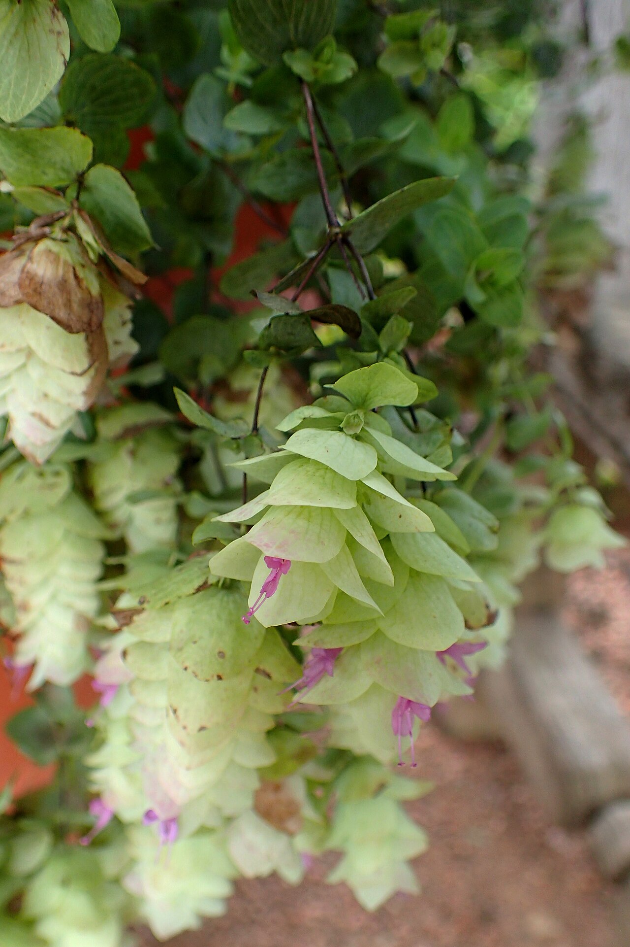 Origanum rotundifolium: Origanum rotundifolium 'Kent Beauty' at Chicago Botanic Garden