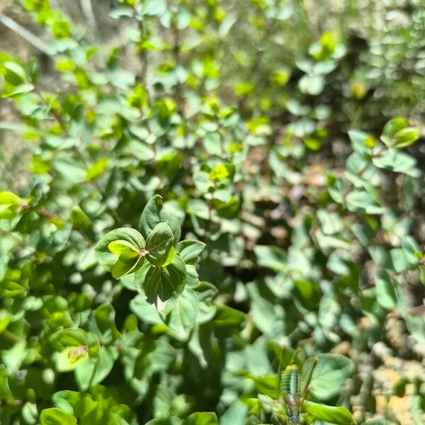 Origanum rotundifolium (Origanum rotundifolium)